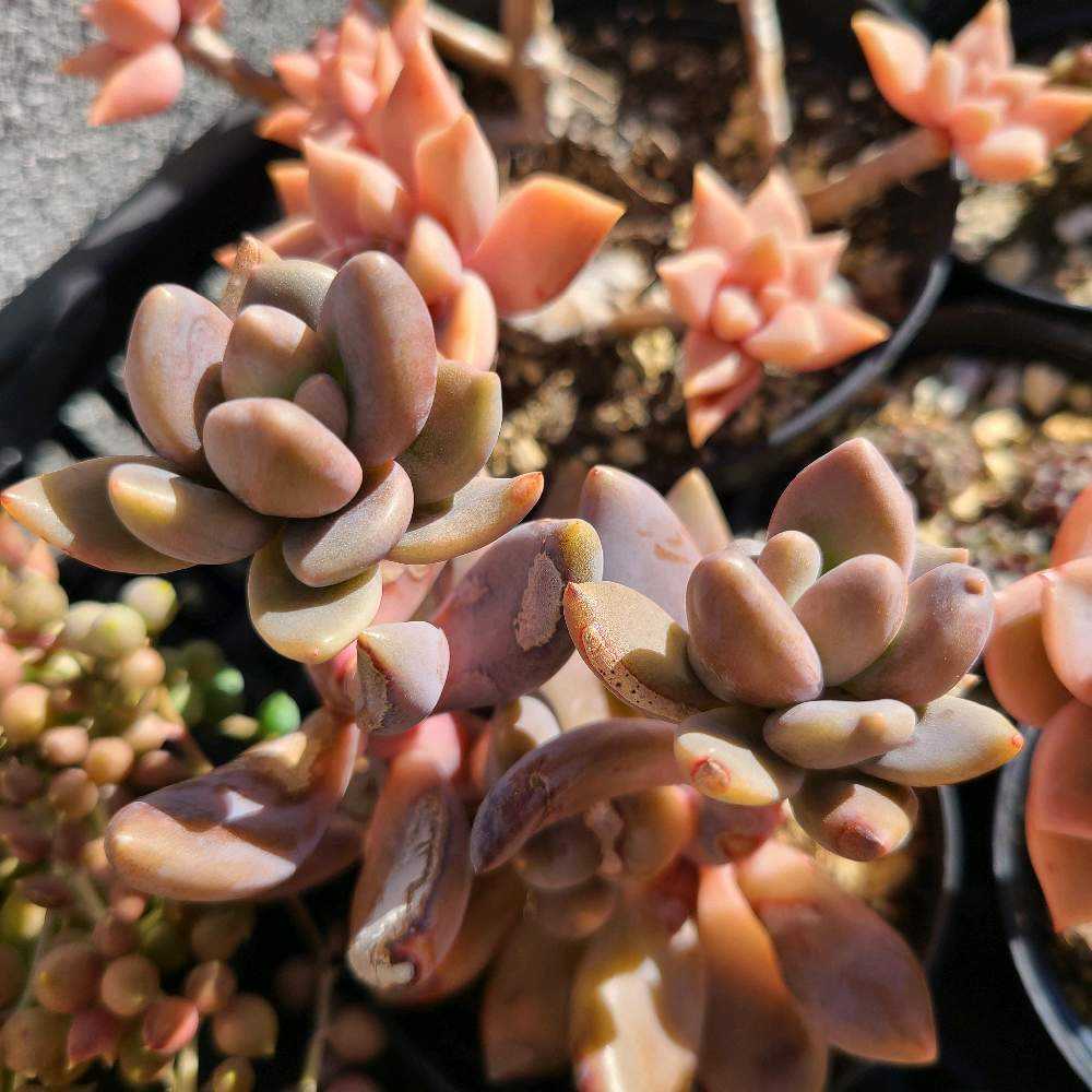 お纏め　多肉植物　大苗❁︎紫麗殿錦　抜き苗 お纏め 多肉植物 大苗❁︎紫麗殿錦 抜き苗 パキフィツム 紫麗殿 - 陽春