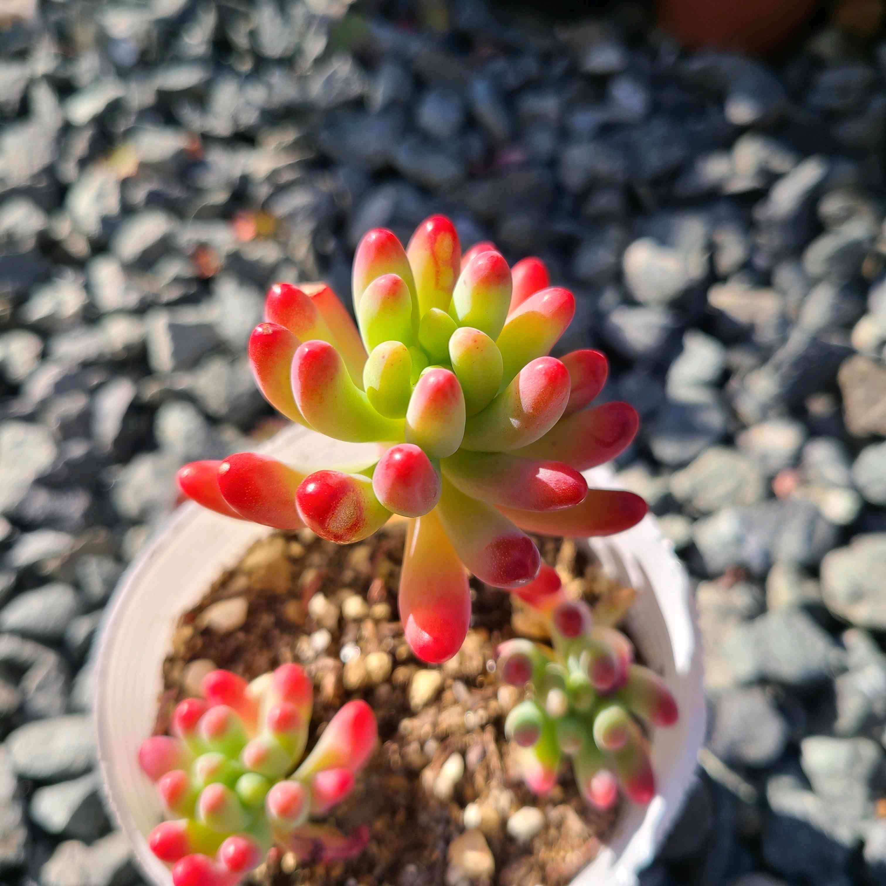 乙女心 の成長記録💗💕｜🍀GreenSnap（グリーンスナップ）