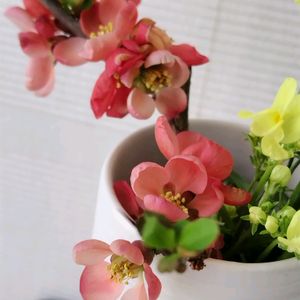 ボケ,リナリア,木瓜(ボケ),かわいい花,春の訪れの画像