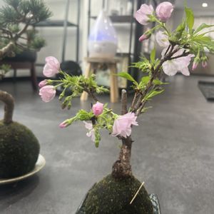 旭山桜,苔玉,可愛い,植物棚,庭の画像