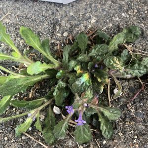 ハーブ,野草,無農薬,薬草,紫色の花の画像