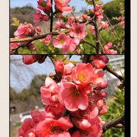 ハナニラ,ツクシ,ボケ,ロウバイ,啓翁桜の画像