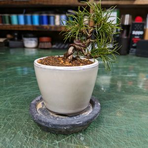 モミジ,五葉松,欅(ケヤキ),植え替え,小品盆栽の画像