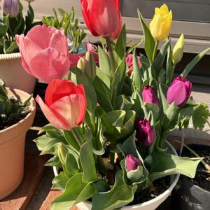 チューリップ,八重咲きチューリップ,寄せ植え,植木鉢,庭の画像