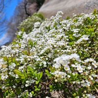 ユキヤナギ,ユキヤナギ,ユキヤナギ,いつもの遊歩道,グリーンアクセサリー♪の画像
