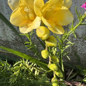 フリージア,切り花,球根植物,黄色い花,半耐寒性の画像