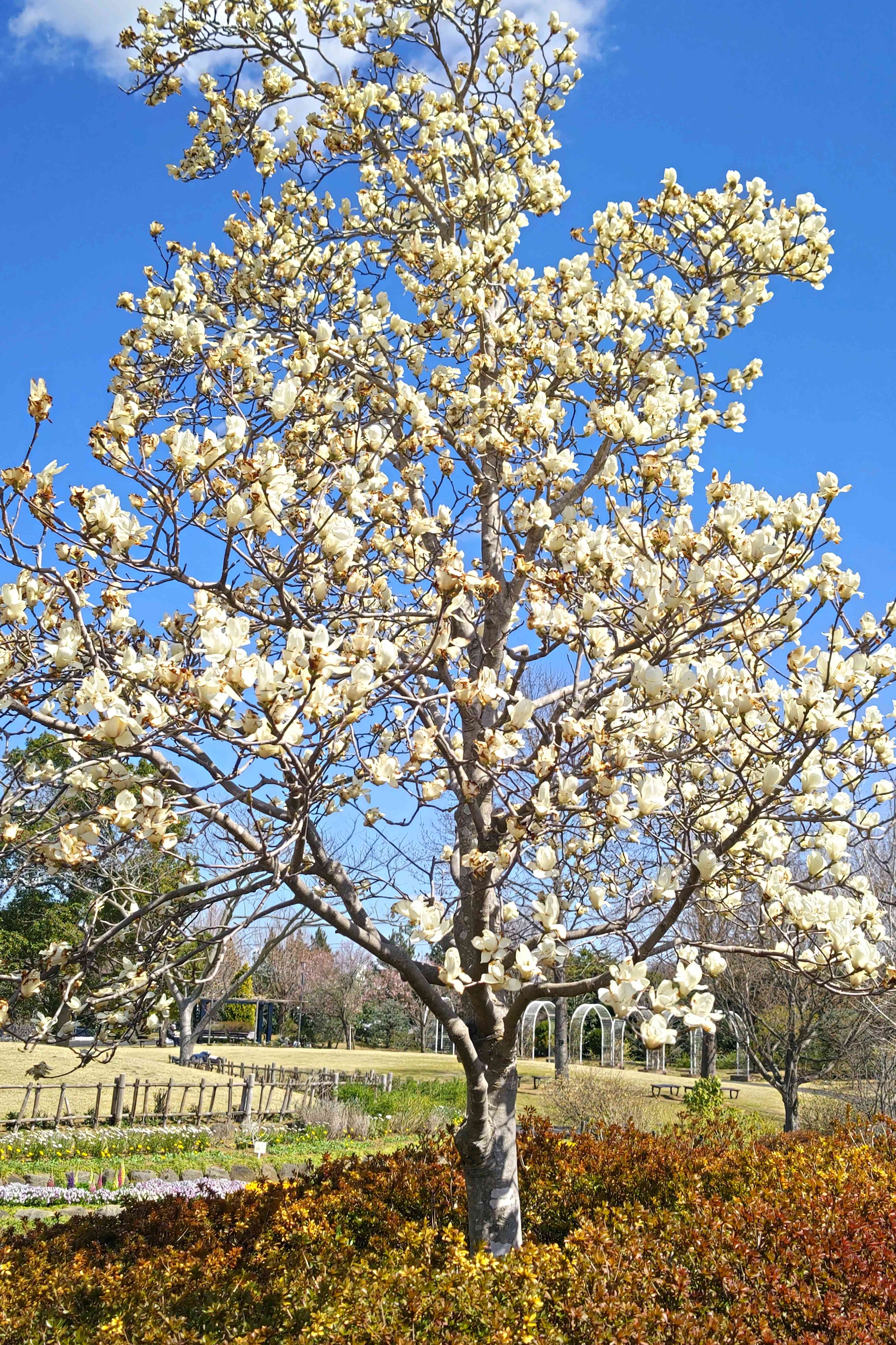 No.418 東松戸ゆいの花公園を訪ねて③2024/0322 ハクモクレン、紫木蓮
