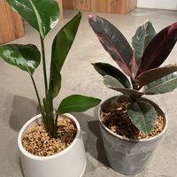 ストレリチア,ゴムの木,オーガスタ,フィカス ルビー,観葉植物の画像