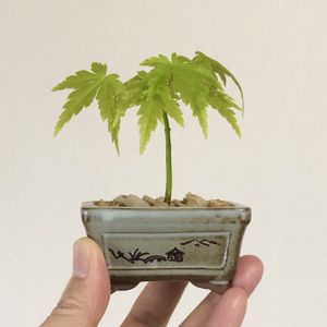 イロハモミジ,イロハモミジ,小品盆栽の画像