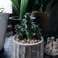 ガガイモ,フェルニア　デュバリア・サルカータ,多肉植物,no green no life,キモカワ系の画像