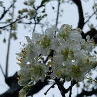 スモモ,アルブカ スピラリス フリズルシズル,かわいい,楽しみ〜,花のある暮らしの画像