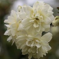 シャクナゲ,シラン,白モッコウバラ,花のある暮らし,朝の散歩の画像