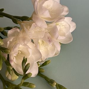 フリージア,フリージア,切り花,白い花,北海道の画像
