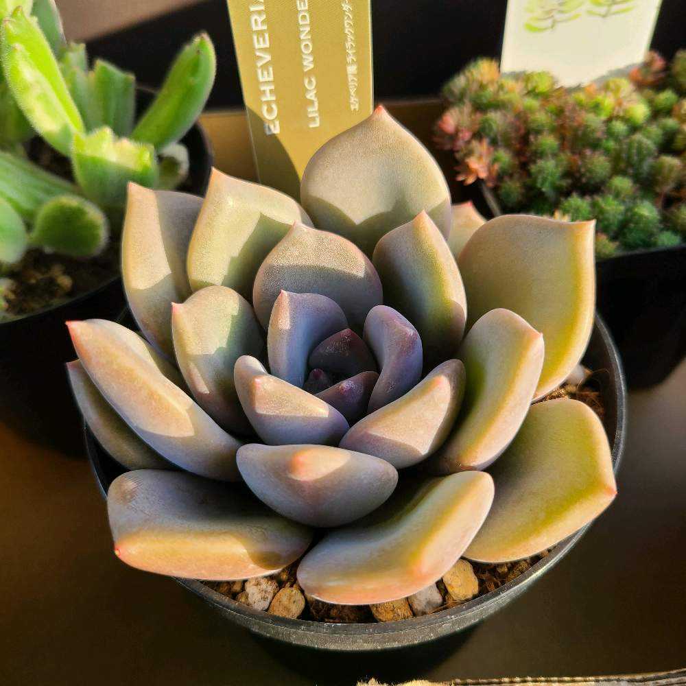 ライラックワンダーの成長記録💗🧡｜🍀GreenSnap（グリーンスナップ）