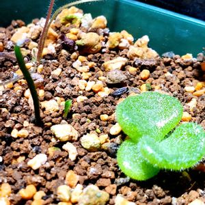 エリオスペルマム パラドクサム,チレコドン シングラリス,ペラルゴニウム バルクリ,塊根植物,実生の画像