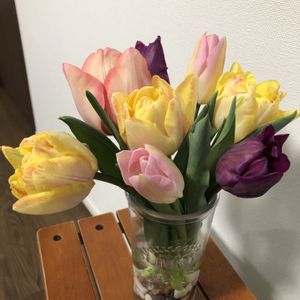 チューリップ,チューリップ,切り花,鉢植え,球根の画像