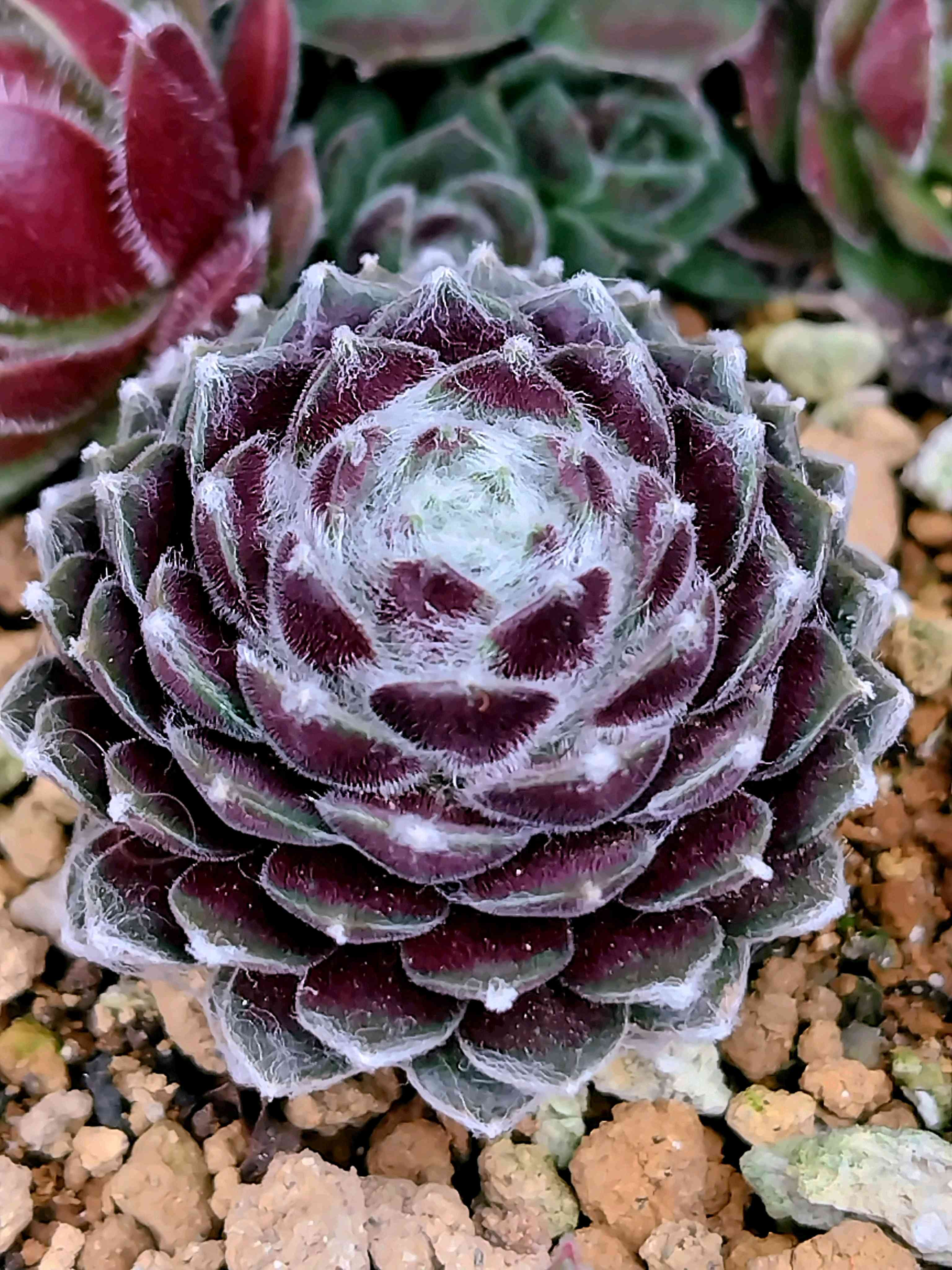 Sempervivum.の一覧｜🍀GreenSnap（グリーンスナップ）