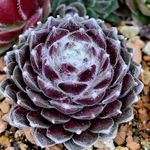 Sempervivum.の一覧｜?GreenSnap（グリーンスナップ）