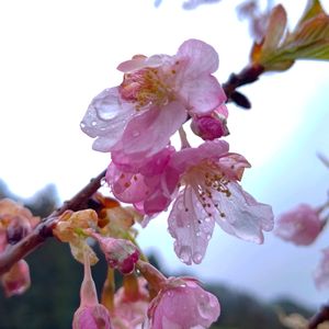 オカメザクラ,オカメザクラ,地衣類,カワヅザクラ,カワヅザクラの画像