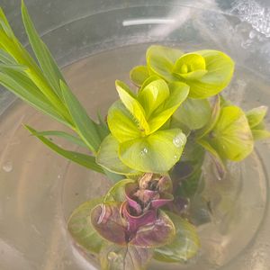 オレガノ ミルフィーユ,オレガノ ミルフィーユ リーフ,種まき,花のある暮らし,癒しの植物の画像