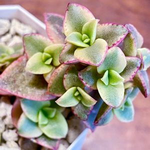 ペルシダマルギナリス,ペルシダ マルギナリス,多肉植物,紅葉する多肉,クラッスラ属の画像