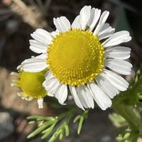 カモミール,ハーブ,花壇,ガーデニング,山野草の画像