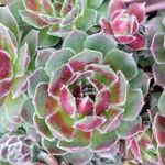 Sempervivum.の一覧｜?GreenSnap（グリーンスナップ）