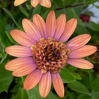 寄せ植え,鉢植え,テラコッタ,不思議,花びらの画像