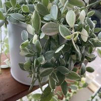 ディスキディア,ディスキディア,ディスキディア シュガーエメラルディ,窓際,北海道の画像