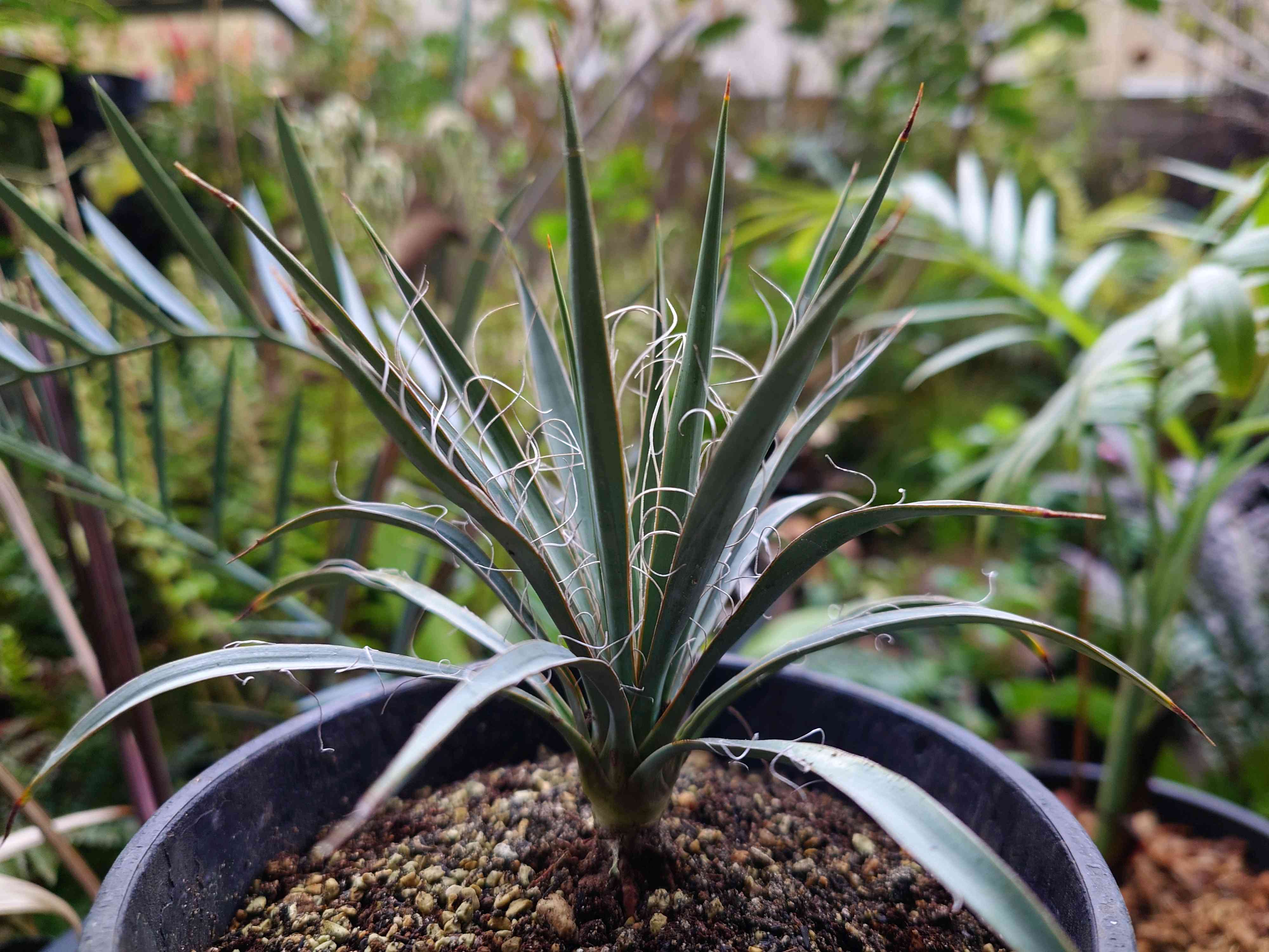 ユッカの投稿画像 by botanicallifeさん｜ユッカ属と国華園と