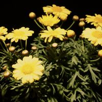 マーガレット,マーガレットモリンバ,お花,接写,マクロ撮影の画像