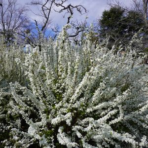 ユキヤナギ,ユキヤナギ,公園,白い花,落葉低木の画像