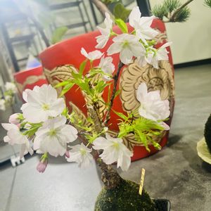 旭山桜,苔玉,可愛い,植物棚,玄関アプローチの画像