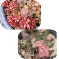 スプリングワンダー,南十字星,多肉植物,真っ赤の画像