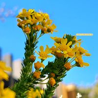 ネメシア,ユリオプス・ゴールデンクラッカー,ゴールデンクラッカー,季節の花,キク科の画像