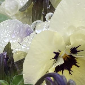 ビオラ,ビオラ,レンガ,白い花,水滴の画像