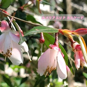 ツバキ,ヒメサザンカ,カメリア　エリナカスケード,山野草,季節の花の画像