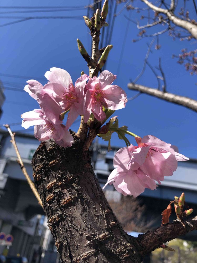 ピリチャンさんの港の見える丘公園への投稿