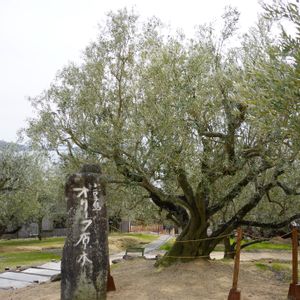 オリーブ,オリーブ,オリーブの原木,小豆島オリーブ園,庭木の画像