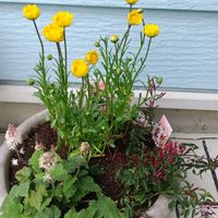 ハゴロモジャスミン,ティアレア,寄せ植え,鉢植え,かわいい花の画像