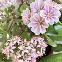 レウィシア,金のなる木,金のなる木（桜花月),多肉植物,可愛いの画像