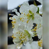 スモモ,かわいい,花のある暮らし,白って綺麗だね,いつも心に太陽をの画像