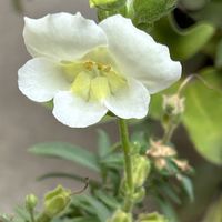 マダガスカルジャスミン,白い花,iPhone撮影,ホッコリ,春よ来い、早く来いの画像