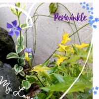 ツルニチニチソウ,ヒイラギ,ガーデニング,花のある暮らし,庭の画像