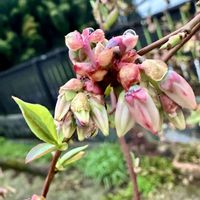 ブルーベリー,つぼみ,ツツジ科,花咲く乙女たち♡,愛の花♡の画像