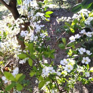 こめ桜,原生林の庭,エクステリア,バルコニー/ベランダ,テラスの画像