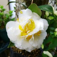 ツバキ,椿,椿　レモンドロップ,botanical life,植物がある暮らしの画像