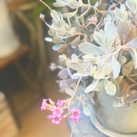 カランコエ プミラ,カランコエ・プミラ(白銀の舞),多肉植物,ピンクの花,花のある暮らしの画像