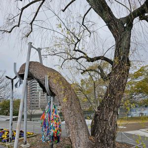 シダレヤナギ,ひこばえ（蘖）,広島市,平和を願う,被爆樹木の画像