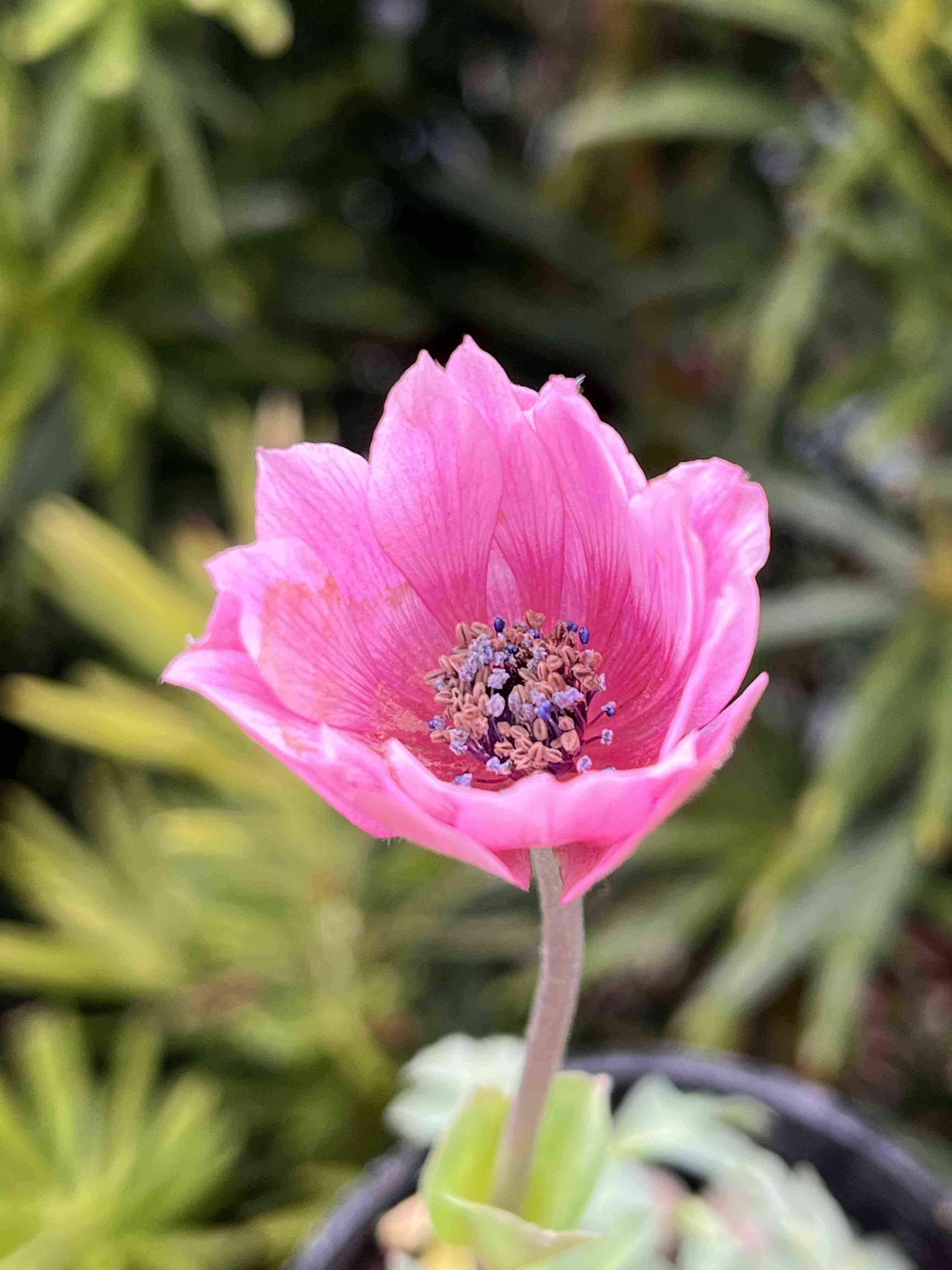 アネモネ・パブニナの一覧｜🍀GreenSnap（グリーンスナップ）